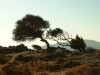 Naxos--Tragaea Region

Trip: Greece, Egypt and Africa
Entry: Cyclades Islands
Date Taken: 23 Sep/03
Country: Greece
Taken By: Travis
Viewed: 2274 times
Rated: 10.0/10 by 3 people