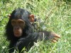 Baby Chimpanzee

Trip: Greece, Egypt and Africa
Entry: Overland Tour -- Uganda
Date Taken: 14 Dec/03
Country: Uganda
Taken By: Travis
Viewed: 2226 times
Rated: 9.0/10 by 7 people