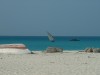 Zanzibar -- Dhow and White Sand Beach

Trip: Greece, Egypt and Africa
Entry: Overland Tour - Tanzania
Date Taken: 28 Dec/03
Country: Tanzania
Taken By: Abi
Viewed: 1772 times