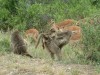 Baboon with Baby & Impalas

Trip: Greece, Egypt and Africa
Entry: Kruger National Park
Date Taken: 25 Nov/03
Country: South Africa
Taken By: Abi
Viewed: 1633 times
Rated: 9.5/10 by 2 people