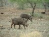 Warthogs

Trip: Greece, Egypt and Africa
Entry: Kruger National Park
Date Taken: 25 Nov/03
Country: South Africa
Taken By: Travis
Viewed: 1217 times