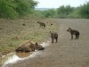 Spotted Hyena with Pups

Trip: Greece, Egypt and Africa
Entry: Kruger National Park
Date Taken: 26 Nov/03
Country: South Africa
Taken By: Travis
Viewed: 1304 times
Rated: 4.3/10 by 3 people
