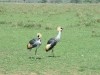 Serengeti - Crowned Crane

Trip: Greece, Egypt and Africa
Entry: Overland Tour - Tanzania
Date Taken: 24 Dec/03
Country: Tanzania
Taken By: Travis
Viewed: 1396 times
Rated: 6.7/10 by 3 people