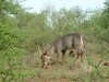Waterbuck

Trip: Greece, Egypt and Africa
Entry: Kruger National Park
Date Taken: 26 Nov/03
Country: South Africa
Taken By: Travis
Viewed: 1252 times