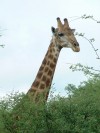Giraffe

Trip: Greece, Egypt and Africa
Entry: Kruger National Park
Date Taken: 26 Nov/03
Country: South Africa
Taken By: Travis
Viewed: 1954 times
Rated: 8.3/10 by 6 people
