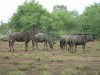 Wildebeasts

Trip: Greece, Egypt and Africa
Entry: Kruger National Park
Date Taken: 26 Nov/03
Country: South Africa
Taken By: Travis
Viewed: 1782 times