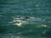 Whales Playing Together

Trip: Greece, Egypt and Africa
Entry: Cape Town & South Coast
Date Taken: 12 Nov/03
Country: South Africa
Taken By: Travis
Viewed: 1738 times