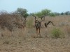Kudu

Trip: Greece, Egypt and Africa
Entry: Kruger National Park
Date Taken: 26 Nov/03
Country: South Africa
Taken By: Travis
Viewed: 1231 times