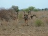 Kudu