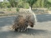Porcupine
