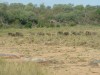 Elephants Crossing Dry Riverbed