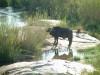 African Buffalo