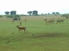 Kobs

Trip: Greece, Egypt and Africa
Entry: Overland Tour -- Uganda
Date Taken: 07 Dec/03
Country: Uganda
Taken By: Travis
Viewed: 1820 times