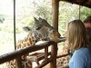 Giraffe Feeding

Trip: Greece, Egypt and Africa
Entry: Overland Tour - Kenya
Date Taken: 30 Nov/03
Country: Kenya
Taken By: Travis
Viewed: 2004 times
Rated: 8.0/10 by 1 person