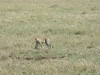 Ngorogoro Crater - Cheetah

Trip: Greece, Egypt and Africa
Entry: Overland Tour - Tanzania
Date Taken: 25 Dec/03
Country: Tanzania
Taken By: Travis
Viewed: 1440 times