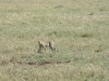 Ngorogoro Crater - Cheetah

Trip: Greece, Egypt and Africa
Entry: Overland Tour - Tanzania
Date Taken: 25 Dec/03
Country: Tanzania
Taken By: Travis
Viewed: 1473 times