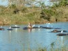 Serengeti - Hippo

Trip: Greece, Egypt and Africa
Entry: Overland Tour - Tanzania
Date Taken: 23 Dec/03
Country: Tanzania
Taken By: Travis
Viewed: 2344 times
Rated: 8.9/10 by 7 people