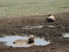 Ngorogoro Crater - Spotted Hyena

Trip: Greece, Egypt and Africa
Entry: Overland Tour - Tanzania
Date Taken: 25 Dec/03
Country: Tanzania
Taken By: Travis
Viewed: 1669 times
