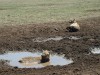 Ngorogoro Crater - Spotted Hyena

Trip: Greece, Egypt and Africa
Entry: Overland Tour - Tanzania
Date Taken: 25 Dec/03
Country: Tanzania
Taken By: Travis
Viewed: 1290 times