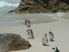 Jackass Penguins

Trip: Greece, Egypt and Africa
Entry: Cape Town & South Coast
Date Taken: 12 Nov/03
Country: South Africa
Taken By: Travis
Viewed: 2327 times
Rated: 10.0/10 by 1 person