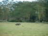 Rhinos Watching a Baboon

Trip: Greece, Egypt and Africa
Entry: Overland Tour - Kenya
Date Taken: 02 Dec/03
Country: Kenya
Taken By: Travis
Viewed: 1256 times