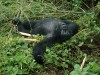 Adolescent Gorilla Snacking and Goofing Off

Trip: Greece, Egypt and Africa
Entry: Overland Tour -- Uganda
Date Taken: 11 Dec/03
Country: Uganda
Taken By: Travis
Viewed: 1650 times