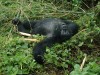 Adolescent Gorilla Snacking and Goofing Off

Trip: Greece, Egypt and Africa
Entry: Overland Tour -- Uganda
Date Taken: 11 Dec/03
Country: Uganda
Taken By: Travis
Viewed: 1234 times