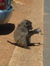 Baboon That Ate My Ice Cream

Trip: Greece, Egypt and Africa
Entry: Cape Town & South Coast
Date Taken: 12 Nov/03
Country: South Africa
Taken By: Travis
Viewed: 1879 times
Rated: 8.3/10 by 3 people