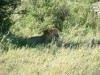 Serengeti - Mane Event

Trip: Greece, Egypt and Africa
Entry: Overland Tour - Tanzania
Date Taken: 24 Dec/03
Country: Tanzania
Taken By: Travis
Viewed: 1698 times
Rated: 9.0/10 by 6 people