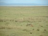 Black-Backed Jackals

Trip: Greece, Egypt and Africa
Entry: Overland Tour - Kenya
Date Taken: 03 Dec/03
Country: Kenya
Taken By: Travis
Viewed: 1838 times