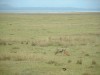 Black-Backed Jackals

Trip: Greece, Egypt and Africa
Entry: Overland Tour - Kenya
Date Taken: 03 Dec/03
Country: Kenya
Taken By: Travis
Viewed: 1380 times