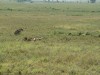 Serengeti - Breakfast

Trip: Greece, Egypt and Africa
Entry: Overland Tour - Tanzania
Date Taken: 24 Dec/03
Country: Tanzania
Taken By: Abi
Viewed: 1954 times