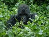 Silverback

Trip: Greece, Egypt and Africa
Entry: Overland Tour -- Uganda
Date Taken: 11 Dec/03
Country: Uganda
Taken By: Travis
Viewed: 1874 times
Rated: 8.4/10 by 7 people