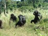 Chimps Waiting for Lunch

Trip: Greece, Egypt and Africa
Entry: Overland Tour -- Uganda
Date Taken: 14 Dec/03
Country: Uganda
Taken By: Travis
Viewed: 1964 times
Rated: 10.0/10 by 1 person
