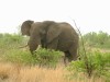 Elephant

Trip: Greece, Egypt and Africa
Entry: Kruger National Park
Date Taken: 25 Nov/03
Country: South Africa
Taken By: Travis
Viewed: 2060 times
Rated: 9.0/10 by 1 person