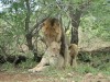 Lions

Trip: Greece, Egypt and Africa
Entry: Kruger National Park
Date Taken: 25 Nov/03
Country: South Africa
Taken By: Travis
Viewed: 2038 times
Rated: 9.0/10 by 9 people