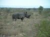 White Rhino

Trip: Greece, Egypt and Africa
Entry: Kruger National Park
Date Taken: 25 Nov/03
Country: South Africa
Taken By: Travis
Viewed: 1623 times