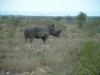 White Rhino

Trip: Greece, Egypt and Africa
Entry: Kruger National Park
Date Taken: 25 Nov/03
Country: South Africa
Taken By: Travis
Viewed: 1169 times