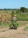 Bananas Anyone?

Trip: Greece, Egypt and Africa
Entry: Overland Tour -- Uganda
Date Taken: 15 Dec/03
Country: Uganda
Taken By: Travis
Viewed: 1659 times