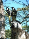 Colobus Monkeys

Trip: Greece, Egypt and Africa
Entry: Overland Tour - Kenya
Date Taken: 01 Dec/03
Country: Kenya
Taken By: Travis
Viewed: 1888 times