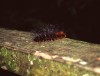 Caterpillar at Sepilok Orangutan Rehabilitation Centre