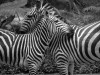 Zebras at Singapore Zoo

Trip: Brunei to Bangkok
Entry: Singapore
Date Taken: 01 Dec/03
Country: Singapore
Taken By: Mark
Viewed: 1439 times
Rated: 9.0/10 by 1 person