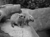 Meercats at Singapore Zoo

Trip: Brunei to Bangkok
Entry: Singapore
Date Taken: 01 Dec/03
Country: Singapore
Taken By: Mark
Viewed: 2024 times
Rated: 10.0/10 by 3 people