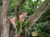 Cat up a tree at Singapore Zoo

Trip: Brunei to Bangkok
Entry: Singapore
Date Taken: 01 Dec/03
Country: Singapore
Taken By: Mark
Viewed: 1492 times
Rated: 8.7/10 by 3 people
