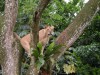 Cat up a tree at Singapore Zoo

Trip: Brunei to Bangkok
Entry: Singapore
Date Taken: 01 Dec/03
Country: Singapore
Taken By: Mark
Viewed: 1748 times
Rated: 8.7/10 by 3 people