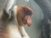 Proboscus Monkey at Singapore Zoo

Trip: Brunei to Bangkok
Entry: Singapore
Date Taken: 01 Dec/03
Country: Singapore
Taken By: Mark
Viewed: 2190 times
Rated: 7.0/10 by 7 people