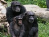 Posing for a family portrait at Singapore Zoo