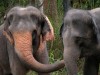 Pink elephant at Singapore Zoo

Trip: Brunei to Bangkok
Entry: Singapore
Date Taken: 01 Dec/03
Country: Singapore
Taken By: Mark
Viewed: 1344 times
Rated: 8.0/10 by 1 person