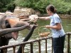 Laura feeding the elephants at Singapore Zoo

Trip: Brunei to Bangkok
Entry: Singapore
Date Taken: 01 Dec/03
Country: Singapore
Taken By: Mark
Viewed: 1510 times
Rated: 8.5/10 by 2 people