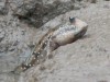 Mudskipper near Krabi

Trip: Brunei to Bangkok
Entry: Krabi
Date Taken: 20 Dec/03
Country: Thailand
Taken By: Mark
Viewed: 1314 times
Rated: 7.5/10 by 2 people